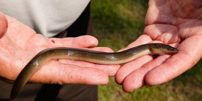 Man puts eel up his bum - Credit: Chesapeake Bay Program @ Flickr