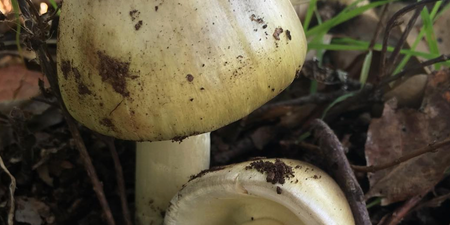 Second Afghan child dies after eating toxic mushrooms in Poland