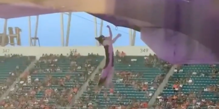 A dangling cat was saved by fans at an American football game