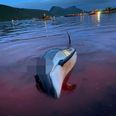 Hunters kill thousands of dolphins in Faroe Islands’ ‘biggest ever’ massacre