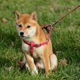 Dog owners using harness instead of collar could be hit with £5000 fine