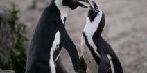 Swarm of bees kill 60 penguins by stinging them in the eyes