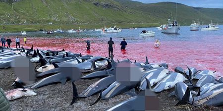 Dozens more dolphins in Faroe Islands killed less than two weeks after record slaughter