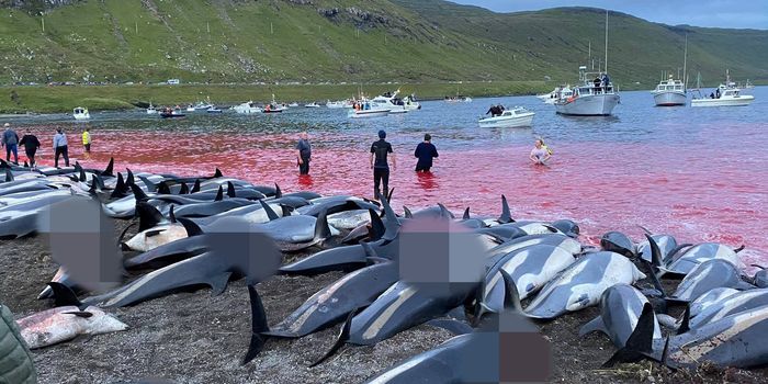 Dozens more pilot whales killed in Faroe Islands
