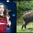 Shakira “stood up” to wild boars who attacked her and stole her bag in Barcelona