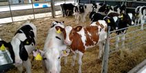 ‘Happy cows’: Can experts really make cows smile on way to slaughterhouse?