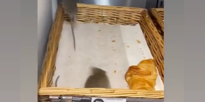Rats filmed in pastry section of Sainsbury's