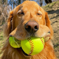 Golden Retriever breaks Guinness world record for most tennis balls in mouth