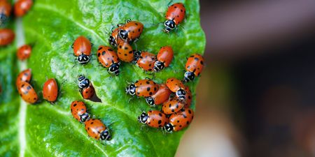 Why are ladybirds absolutely everywhere all of a sudden?