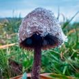 Guy injects magic mushrooms into his veins and they started growing in his blood