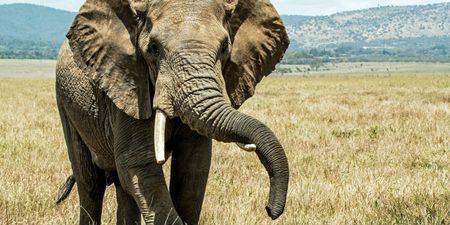Suspected poacher trampled to death by elephant in South Africa