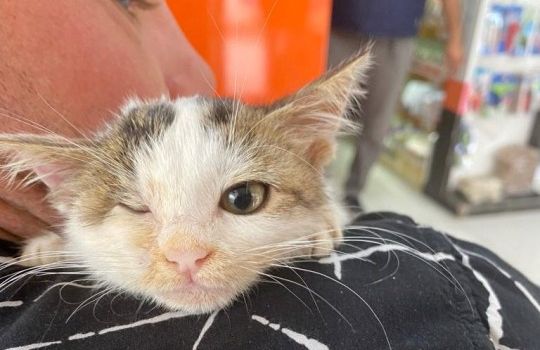 Woman spends £13.7k to rescue stray kittens