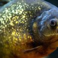 Man eaten by piranhas after drowning in lake while trying to escape bee attack