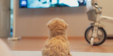 A TV channel just for dogs is coming soon