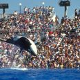Expedia bans holidays to see captive dolphins and whales perform