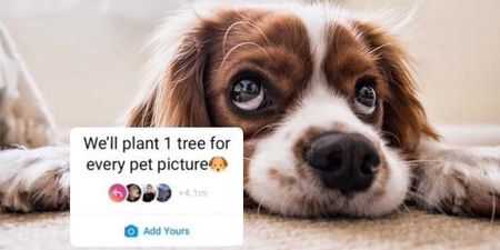 Who’s actually behind the ‘plant one tree for every pet picture’ Instagram trend?