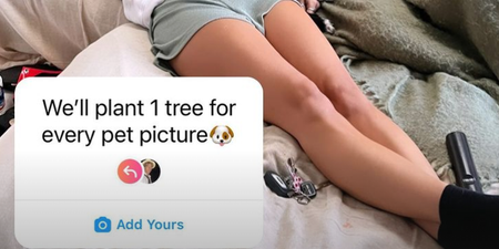 The ‘post a pet pic, plant a tree’ trend seems to be one big scam