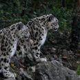 Three snow leopards have died from Covid