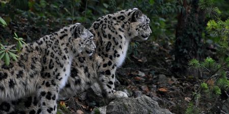 Three snow leopards have died from Covid