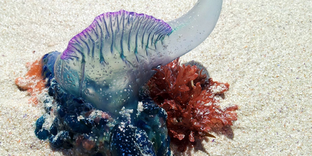 ‘Deadly’ sea ‘aliens’ are washing up on UK beaches