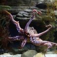 Octopuses, crabs and lobsters are sentient beings that feel pain under UK law, government announces