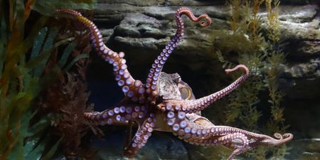 Octopuses, crabs and lobsters are sentient beings that feel pain under UK law, government announces