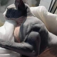 Cat suffers from rare condition that makes them gain insane muscle mass