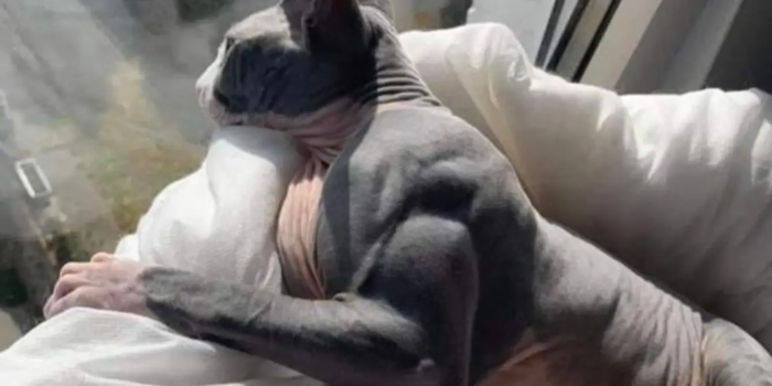 Cat with condition that makes it gain muscle mass