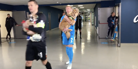 Zenit players take dogs on pitch in bid to get them rehomed