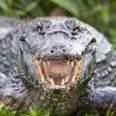 Brit mauled by crocodile speaks out from hospital bed