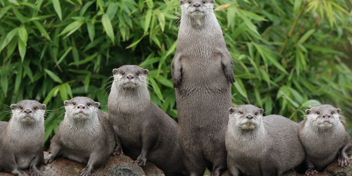 Man feared for life after being attacked by otters