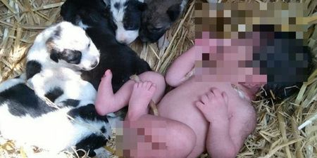 Stray dog looks after abandoned newborn baby like one of her own puppies