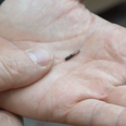 Tiny rice-sized microchip implant which holds your Covid passport info unveiled