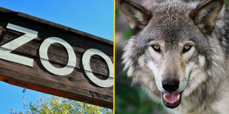 French zoo forced to close after nine wolves escape while it was open