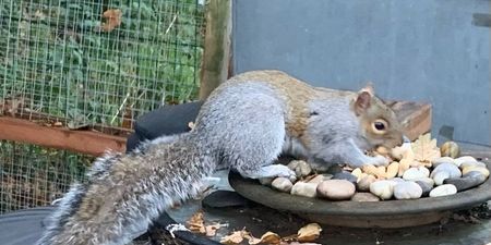 ‘Psycho’ squirrel leaves town ‘afraid to leave their homes’ after attacking 18 people