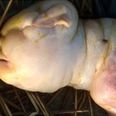 Mutant hairless goat born ‘with face of human baby’