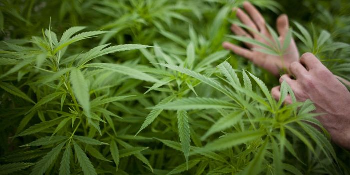 Cannabis compounds could prevent infection from Covid