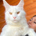 ‘My cat is so huge everyone thinks he’s a dog – and he’s still growing’