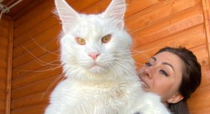 ‘My cat is so huge everyone thinks he’s a dog – and he’s still growing’