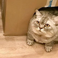 World’s fattest cat on mission to lose weight after trolls hit out at owners