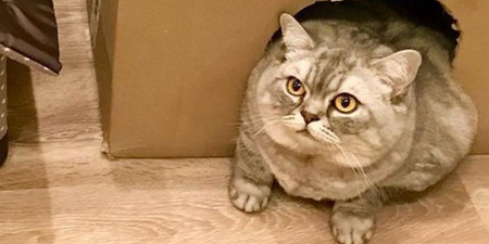 World’s fattest cat on mission to lose weight after trolls hit out at owners