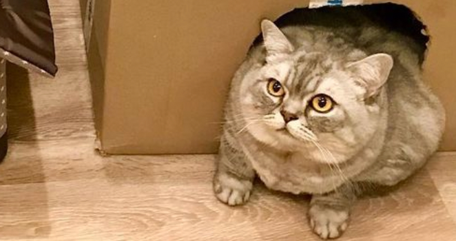 World's fattest cat tries to lose weight