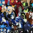 School district responds to rumours litter boxes are for students identifying as furries