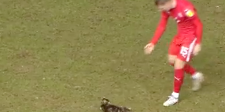 Hillsborough pitch-invading cat reunited with owner after seven months