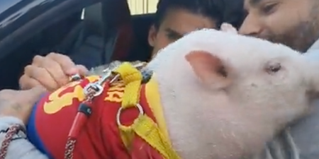 Barcelona starlet Riqui Puig signs autogpraph on actual pig