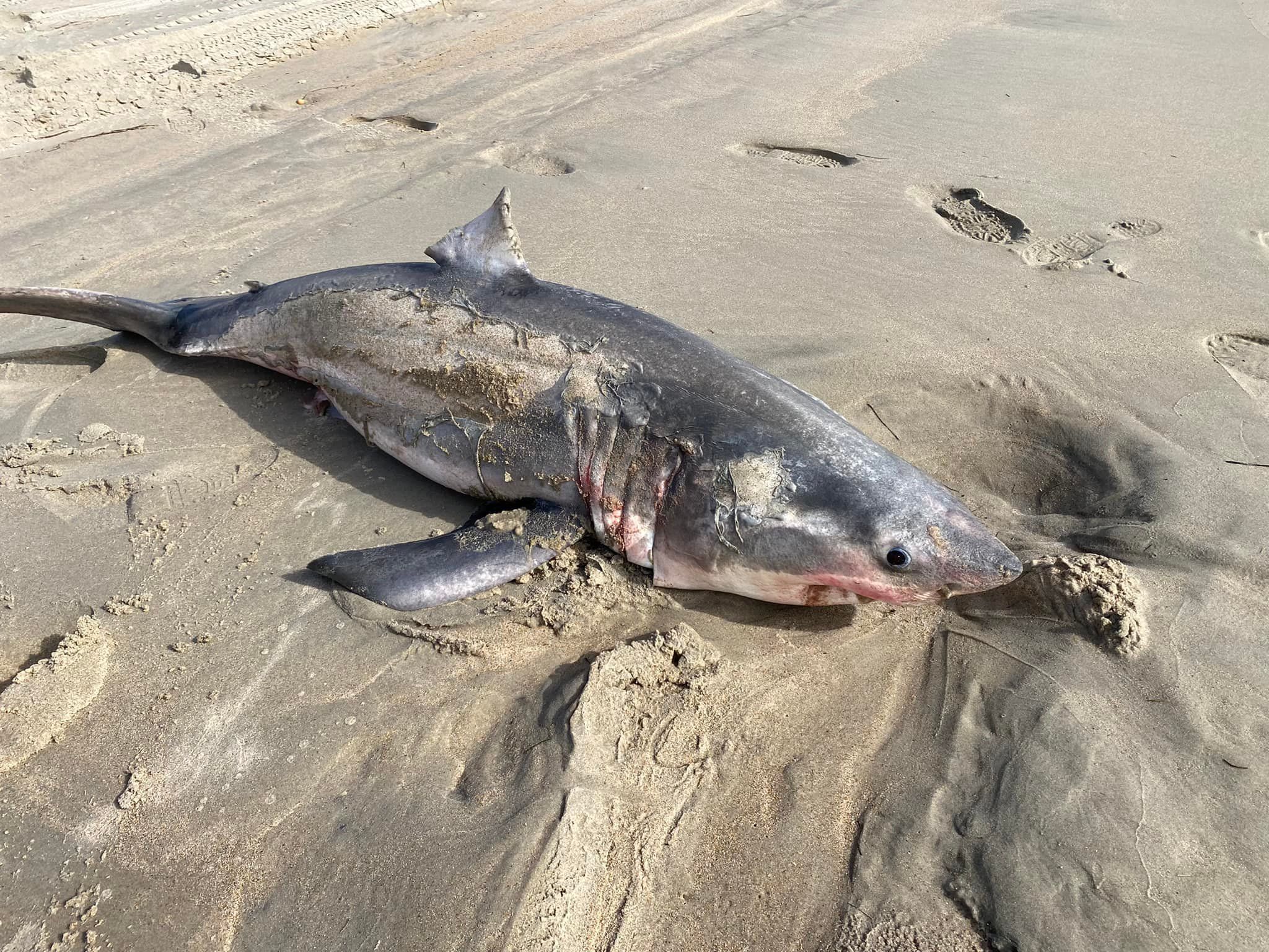 Great white shark washes up on shore as brave beach-goer shows off beast's  jaws