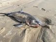 Great white shark washes up on shore as brave beach-goer shows off beast’s jaws