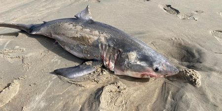 Great white shark washes up on shore as brave beach-goer shows off beast’s jaws