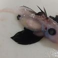 Baby ‘ghost shark’ with retractable penis on head found 1,200m under water
