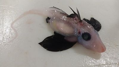 Baby ‘ghost shark’ with retractable penis on head found 1,200m under water